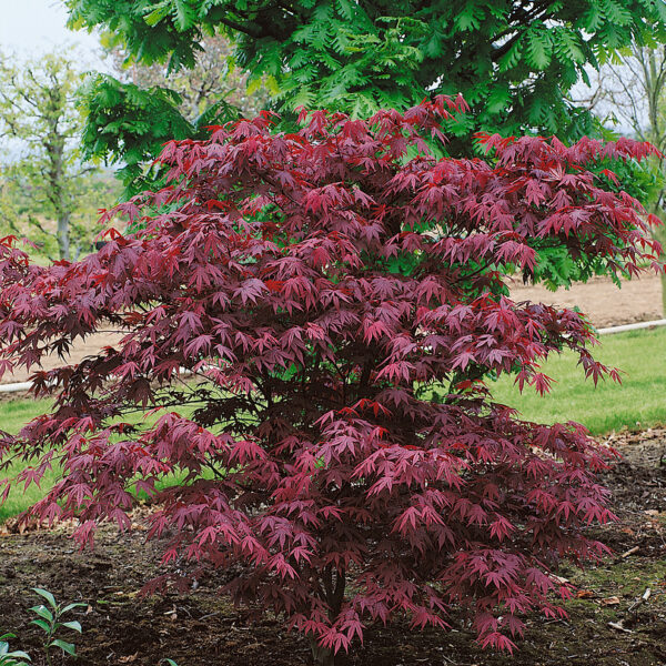 Acer palmatum 'Atropurpureum'