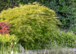 Acer palmatum 'Dissectum' - Image 2