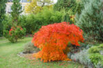 Acer palmatum 'Dissectum'