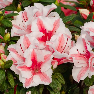 Azalea (J) Encore® 'Starburst®' - Azalea Encore Starburst 2