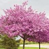 Cercis chinensis 'Avondale' - Kontejner 12L, v. 150-175 cm-EXTRA