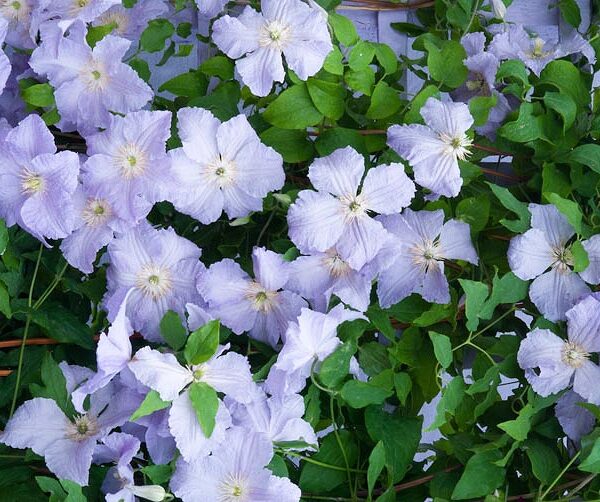 Clematis 'Blue Angel', 70 cm