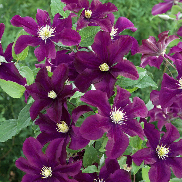 Clematis 'Warszawska Nike'