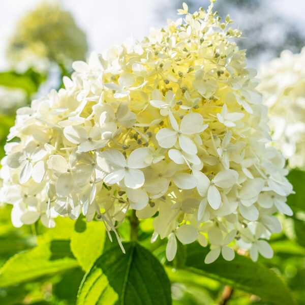 Hydrangea pan. ´Limelight´®