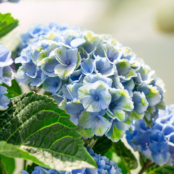 Hydrangea macrophylla Magical® 'Four Seasons'