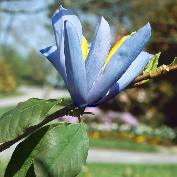 Magnolia 'Blue Opal'