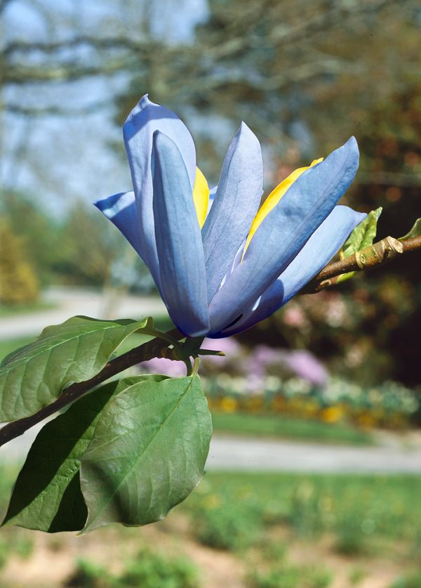 Magnolia 'Blue Opal' - Magnolia Blue Opal
