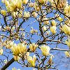 Magnolia 'Butterflies' - C3L-v. 40-50 CM