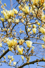 Magnolia 'Butterflies'