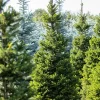 Picea abies 'Will´s Zwerg' - C3L-v. 40-50 CM