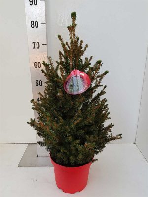 Picea abies 'Will´s Zwerg' - Picea abies Will Zwerg P23 50 60 CM