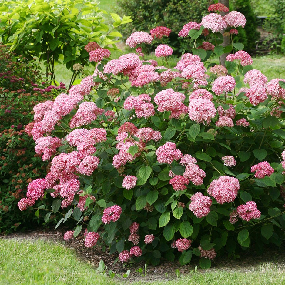 Hydrangea arborescens 'Pink Annabelle', v. 25–30 cm - Pink Annabelle