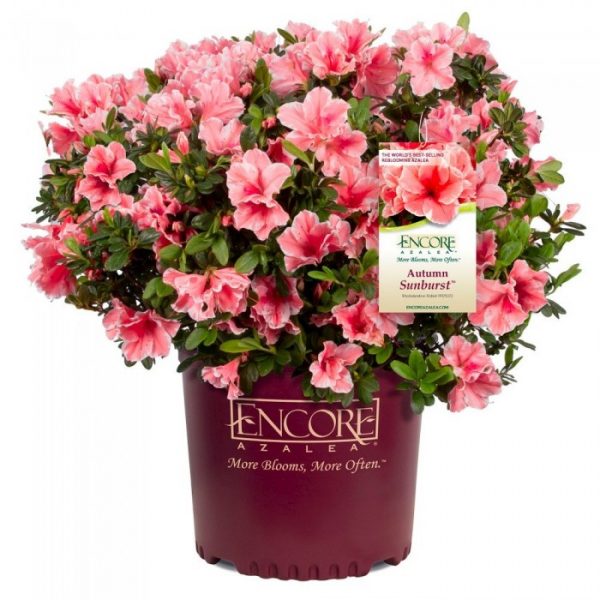 Rhododendron Encore® 'Sunburst®' - Rhododendron Encore Sunburst
