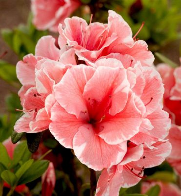 Rhododendron Encore® 'Sunburst®' - Rhododendron Encore Sunburst 1