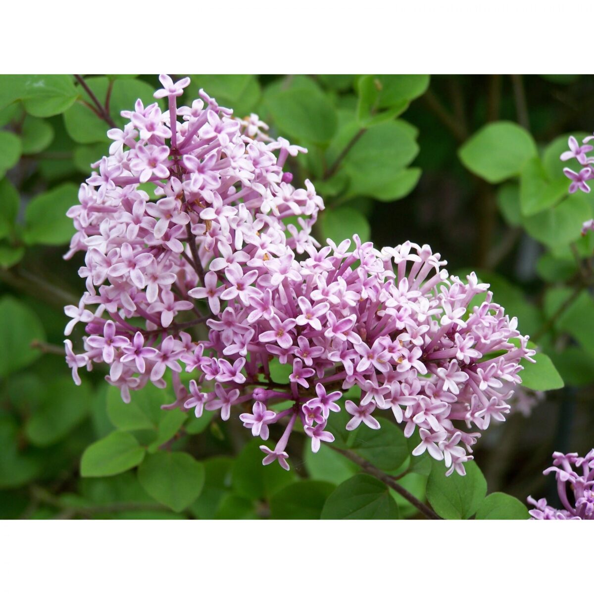 Syringa meyeri 'Palibin', na kmínku - Image 2