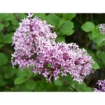 Syringa meyeri 'Palibin', na kmínku - Image 2