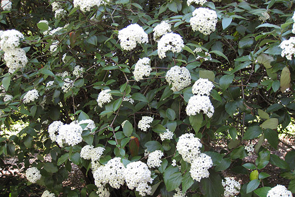 Viburnum burkwoodii 50–60 CM - Viburnum burkwoodii