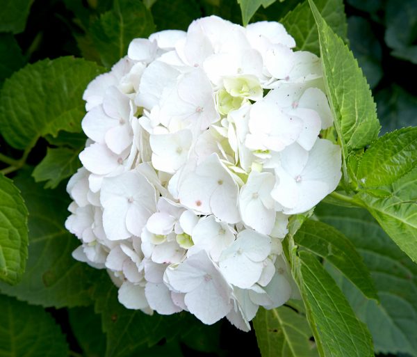 Hydrangea m.'Little White', 15–20 CM - blushing bride bigleaf hydrangea 170389cc