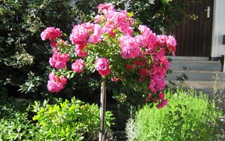 Růže The Fairy-mix, stromková, KM 70CM - bodendecker rose heidetraum m003358 215890 1