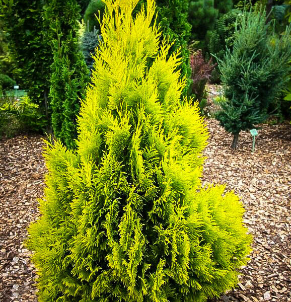 Thuja plicata '4ever Goldy'