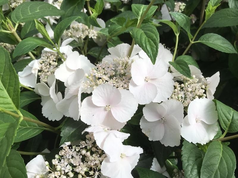 Hydrangea m.'Runaway Bride'®2025 CM Zahradní centrum "Strakovo" s.r.o.