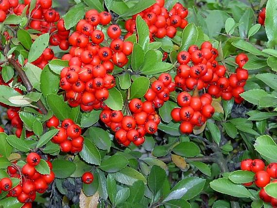 Pyracantha cocc. 'Red Column', 125–150 CM