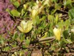 Magnolia 'Butterflies' - Image 2