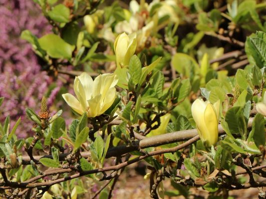 Magnolia 'Butterflies' - magnolia butterflies 1