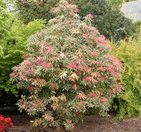Pieris japonica 'Flaming Silver', 20–25 CM