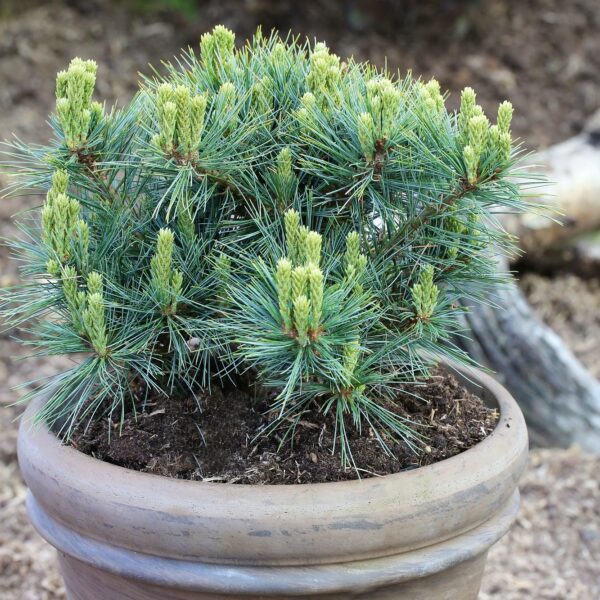 Pinus strobus Kruger's Lilliput', 30–40 CM