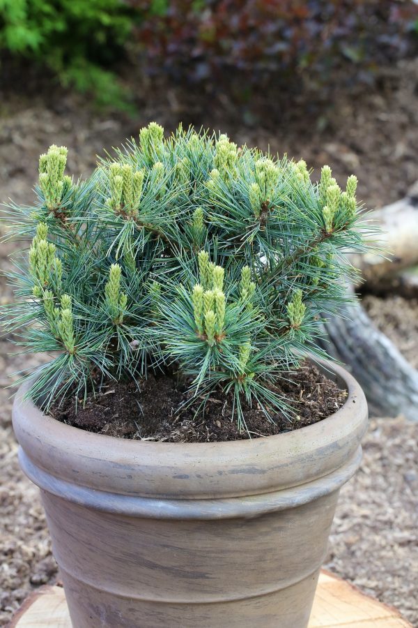 Pinus strobus Kruger's Lilliput', 30–40 CM - pinus strobus kruegers lilliput 1s1b7284. pim2 bcm