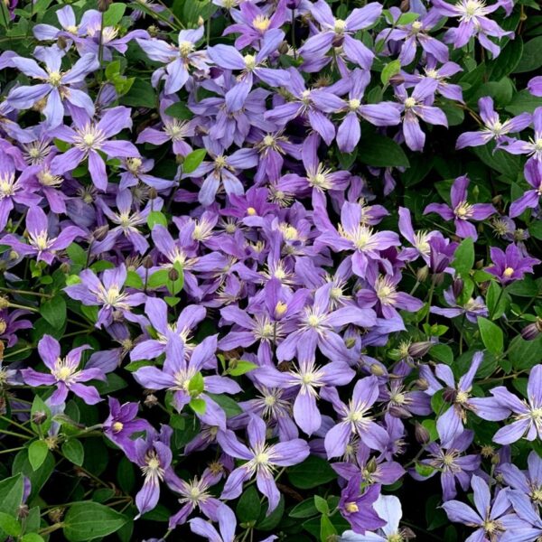 Clematis 'Arabella', 70 cm