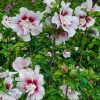Hibiscus syr. 'Starbust Chiffon'® - C3L 40-50 CM