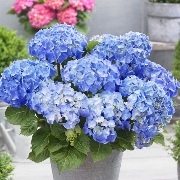 Hydrangea macr.'Little Blue',15–20 CM