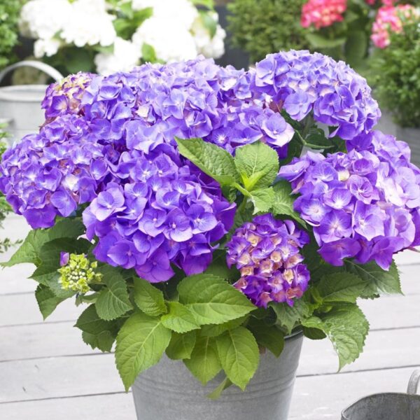 Hydrangea m. 'Little Purple',15–20 CM