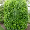 Prunus laurocerasus 'Genolia'® - C10L-v. 100-125 cm