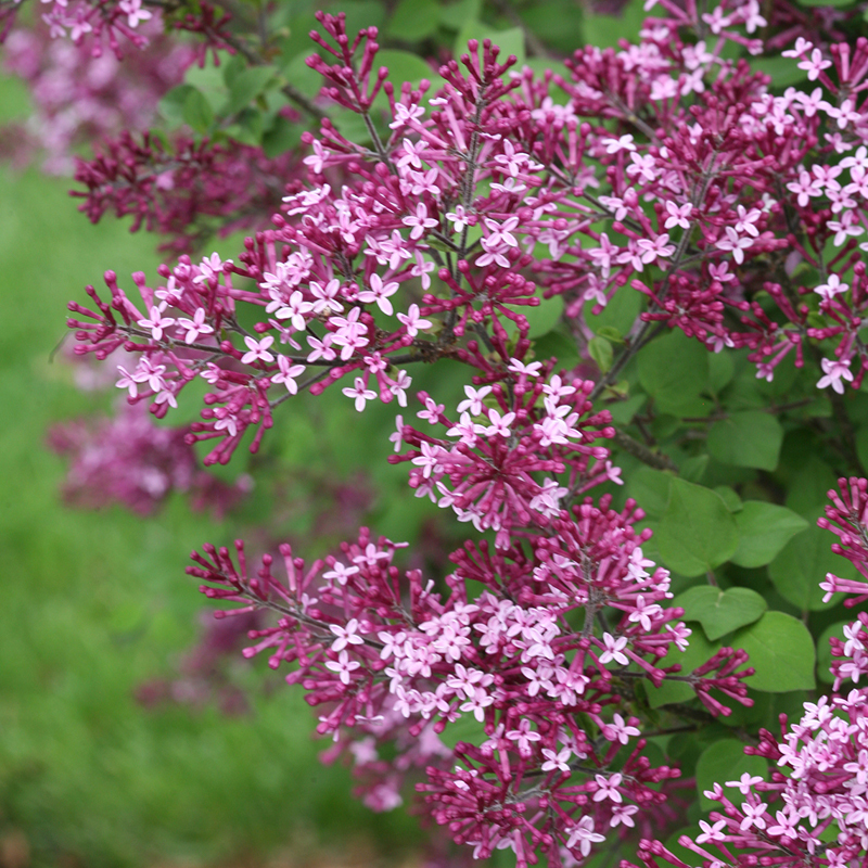 Syringa bloomerang 40–50 CM, MIX v kultivarech - syringa bloomerang dark purple 1
