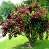 Weigela 'Bristol Ruby' - Kontejner 10L KM90, stromková-výška kmínku 90 cm