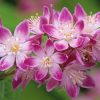 Deutzia hybrida 'Strawberry Fields' - Kontejner 5 l, v. 60-80 CM