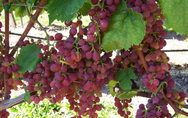 Vitis vinifera 'Rosana' - růžové 20 KM - 101 vanessa1
