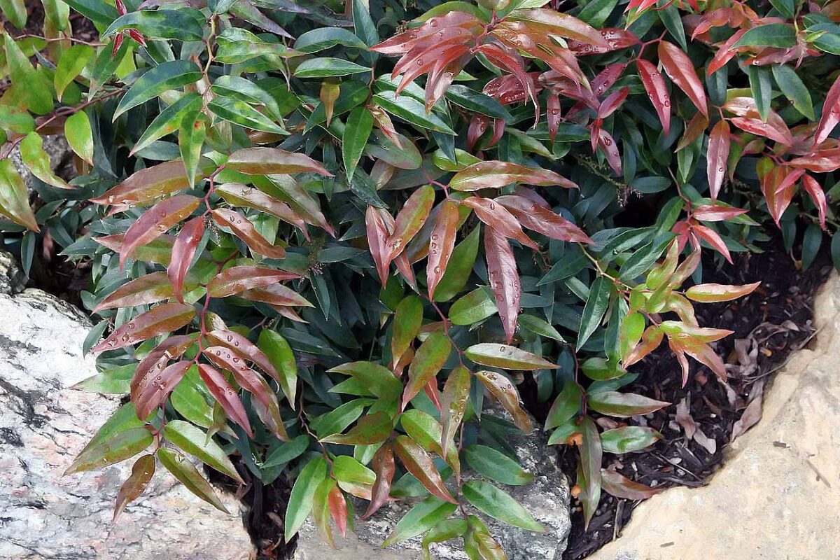 Leucothoe keiskei 'Royal Ruby' 20 - 30 cm - Image 1