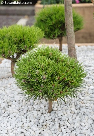 Pinus nigra 'Marie Bregeon' 20KM, 25 - 30 cm - 1520 1