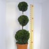 Cupressocyparis leylandii 'Castlewellan Gold' - Kontejner 25 l, v. ca. 130 cm - 3koule