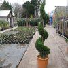 Cupressocyparis leylandii 'Castlewellan Gold' - Kontejner 18,5 l, v. ca. 120 cm - spirála