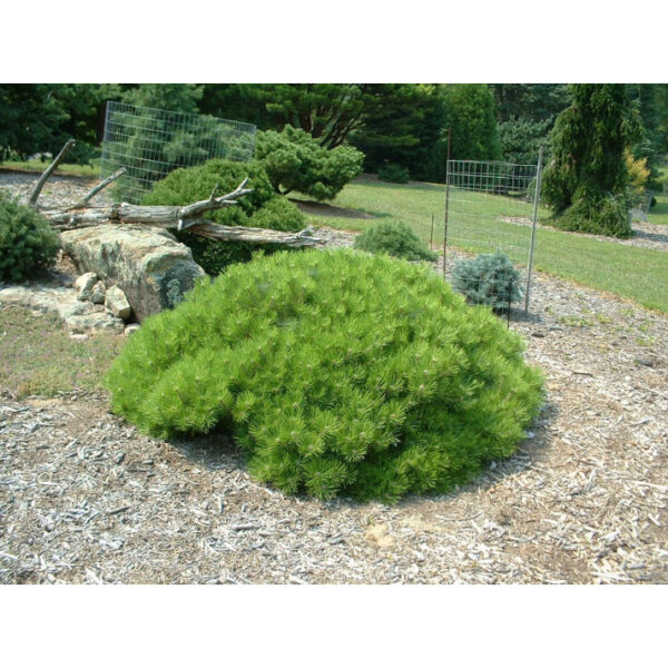 Pinus densiflora 'Low Glow'