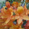 Azalea (KH) 'Golden Eagle' - Kontejner 2,5 l, v. 30-40 cm