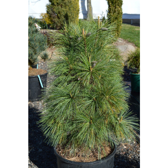 Pinus schwerinii 'Wiethorst' 20 - 30 cm - 2693 1