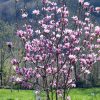 Magnolia 'Satisfaction'® - Kontejner 15l, v. 200-250 cm