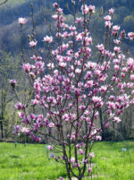 Magnolia 'Satisfaction'®
