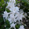 Azalea (KH) 'Whitethroat' - Kontejner 5 l, 40-50 cm